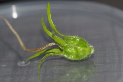 Fruit (capsule) of Hippobroma longiflora photo